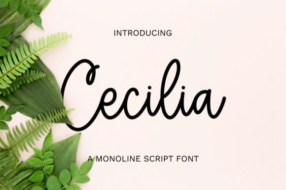 Cecilia: A Graceful Script Font for Branding